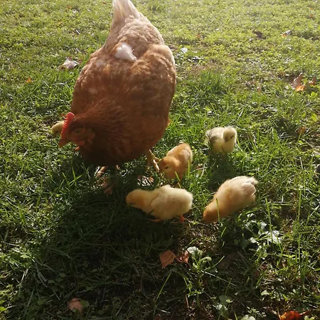 Les Granges De La Leigne, Ruffec Condac