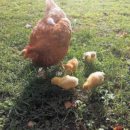 Les Granges De La Leigne, Ruffec 4*