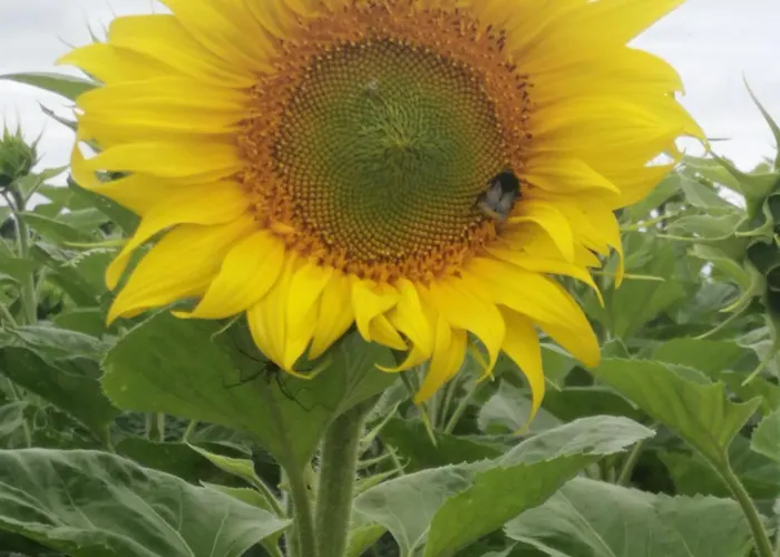 Les Granges De La Leigne, Ruffec