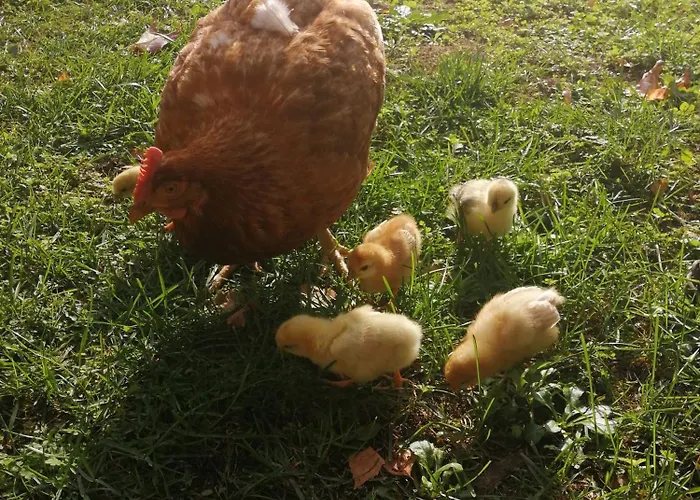 Les Granges De La Leigne, Ruffec Condac